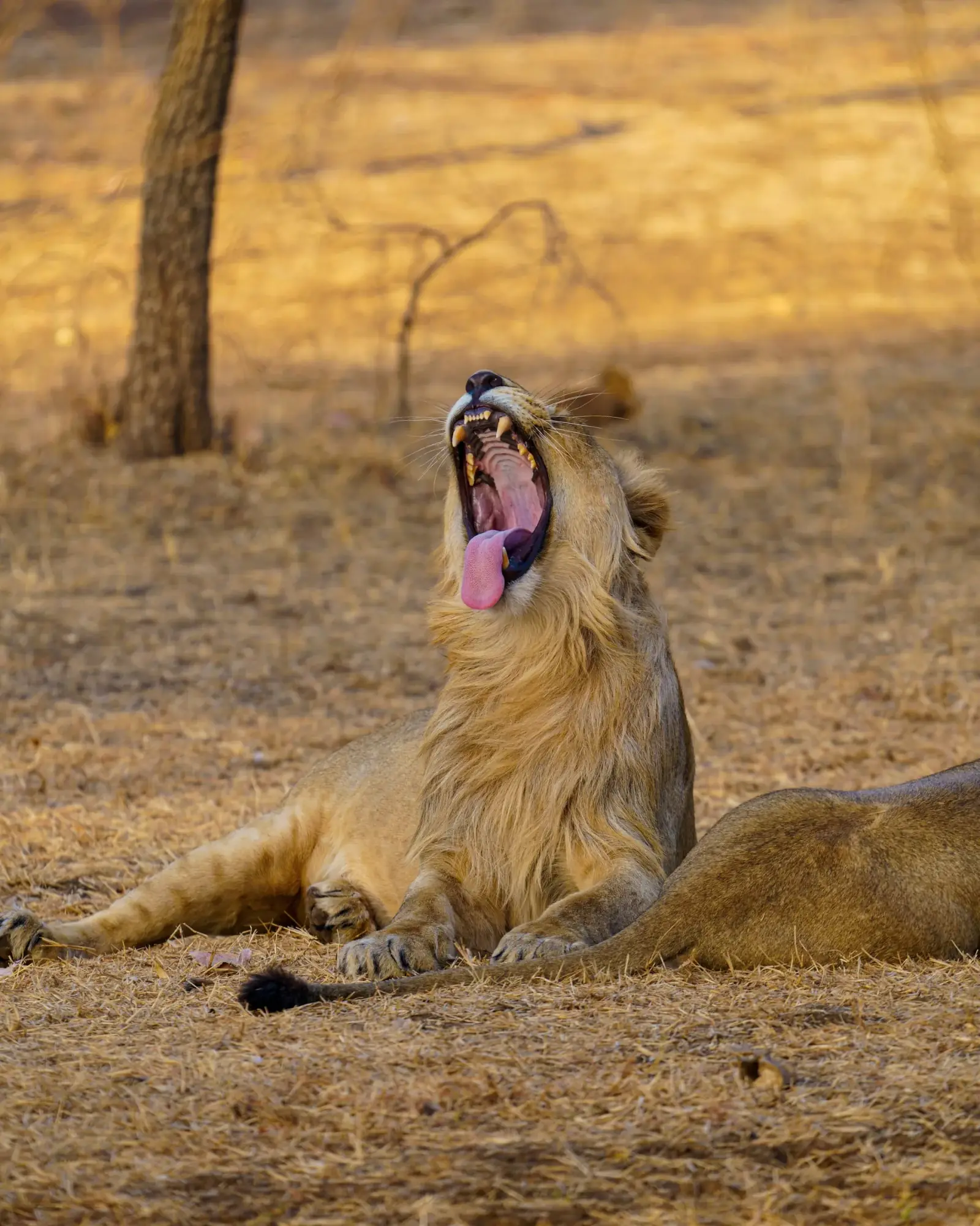 A lion from the jeep