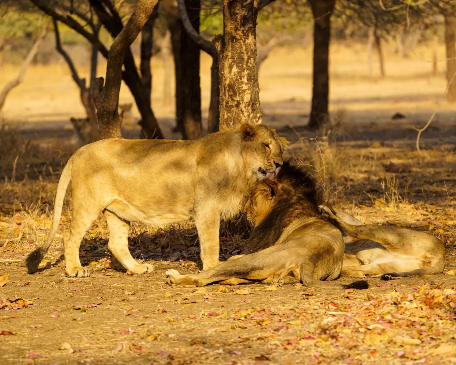 A pride at rest