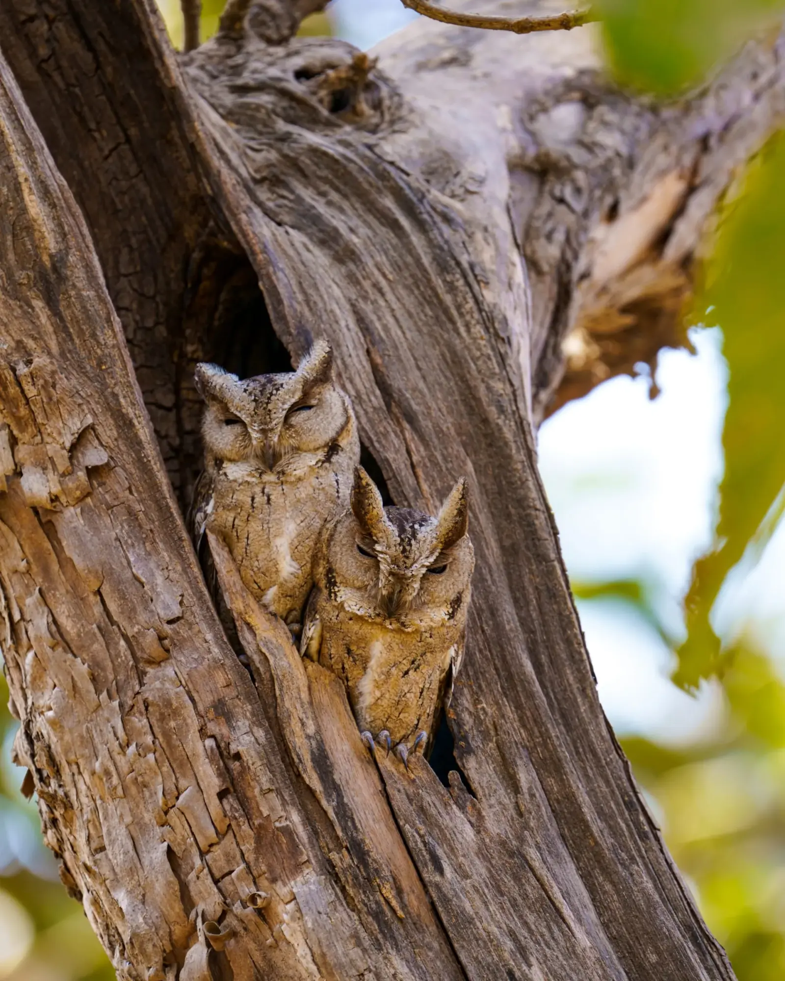 Birding the forest
