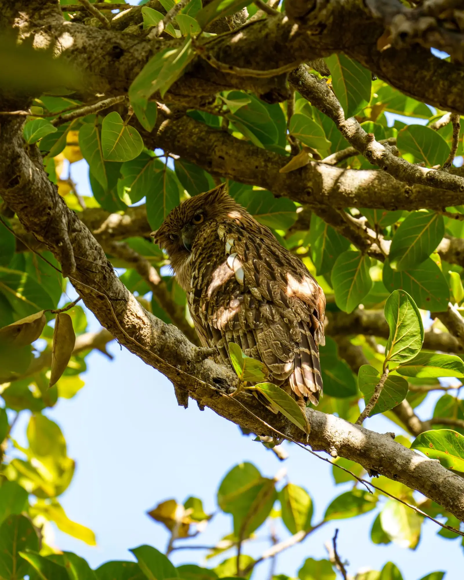 Brown fish owl