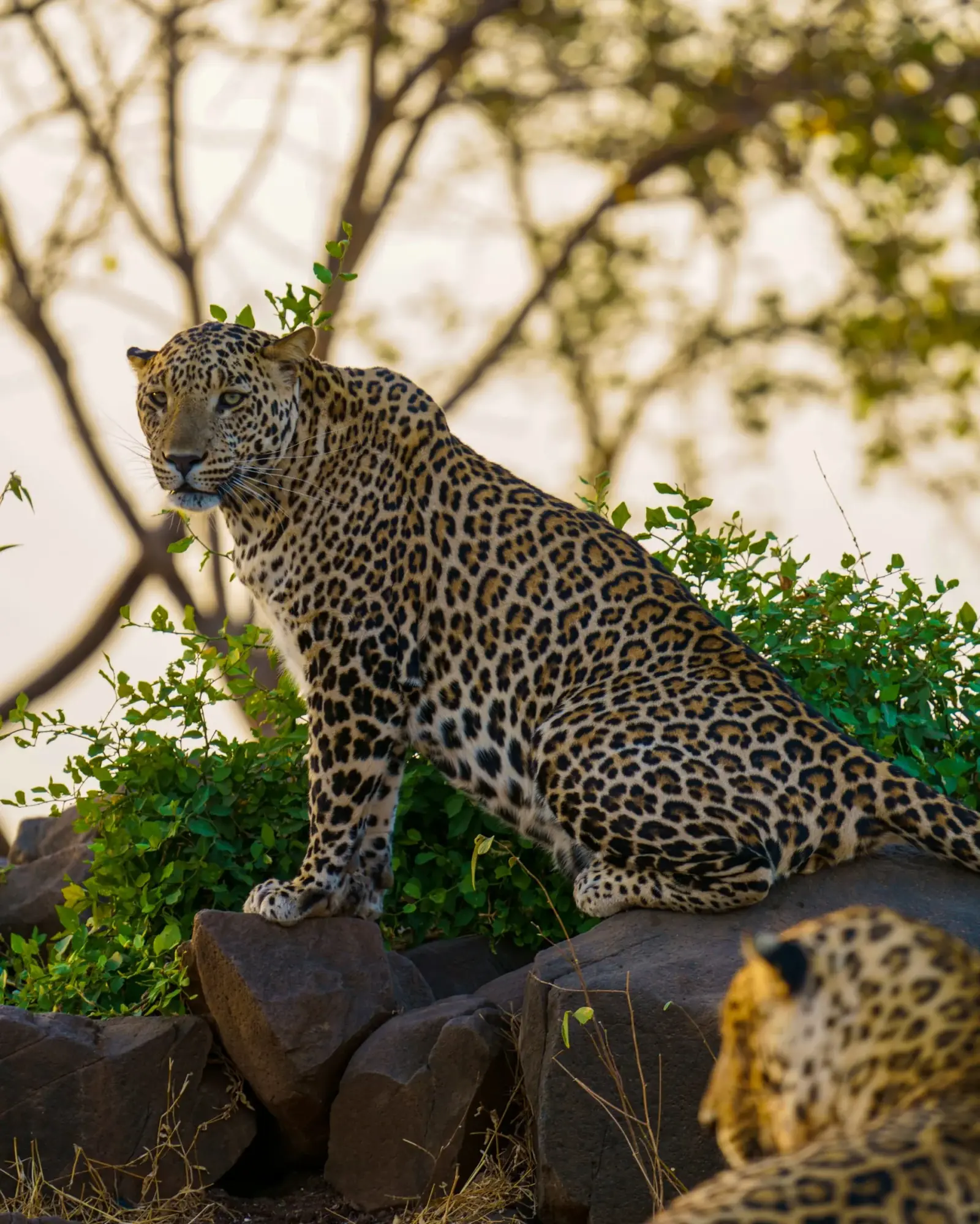 A Gir leopard