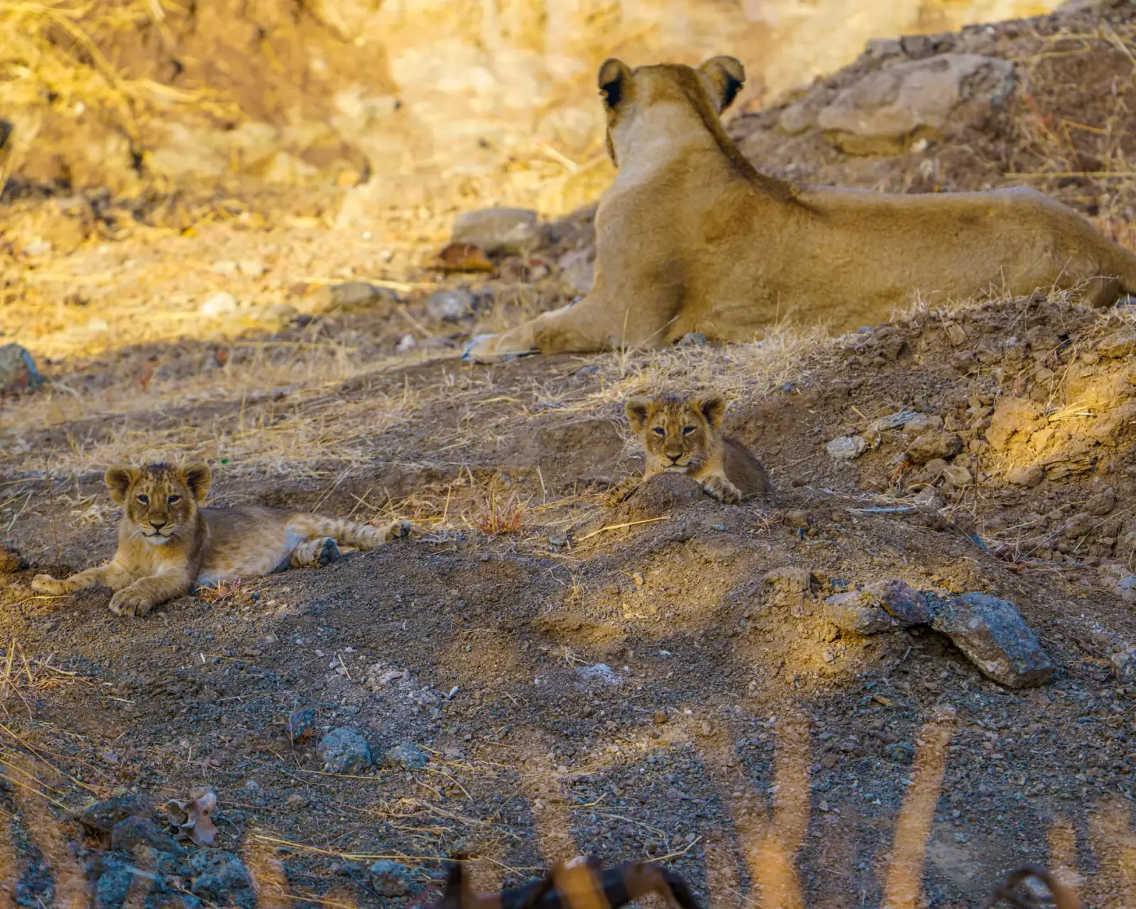 Lion cubs
