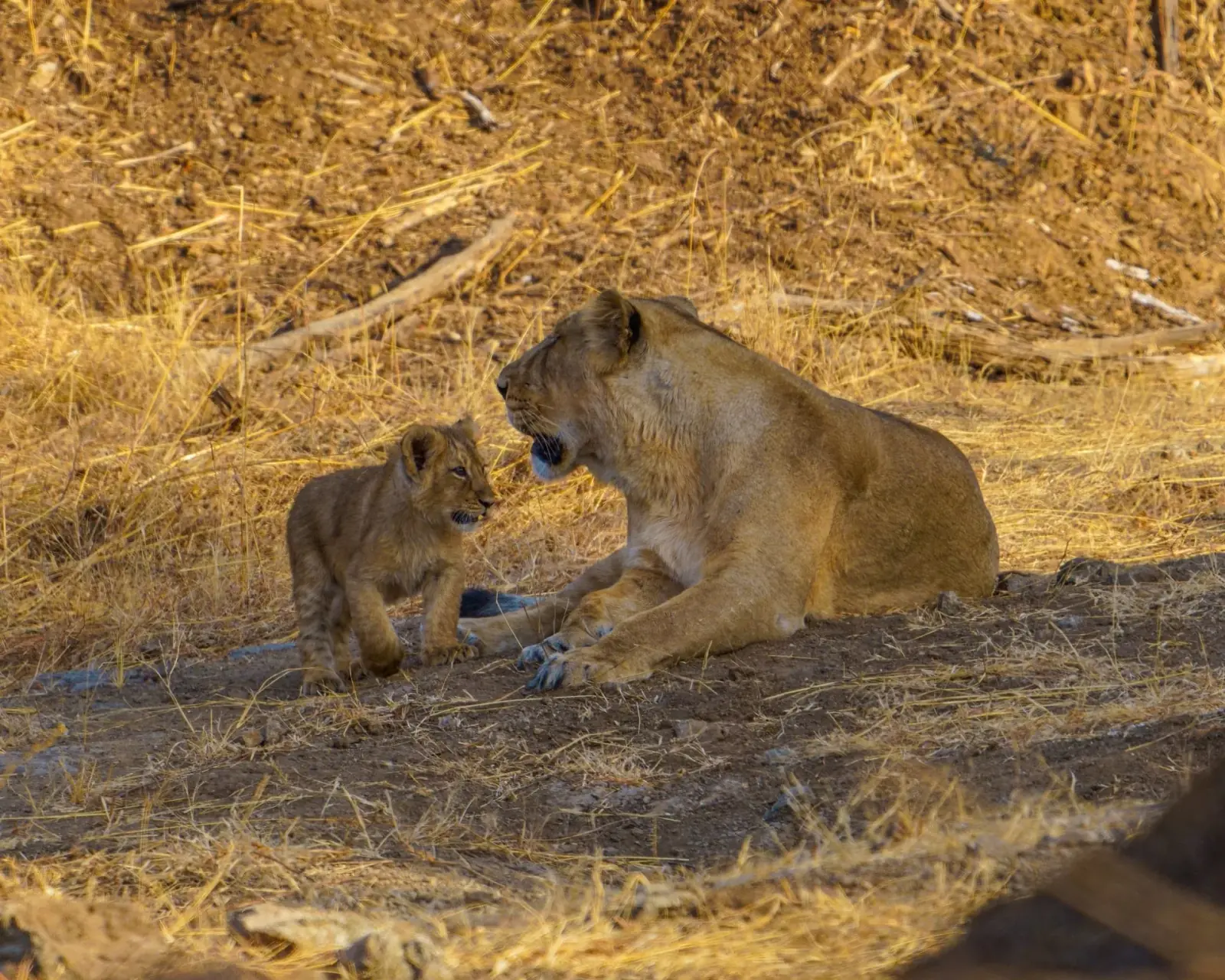 Lioness and cub
