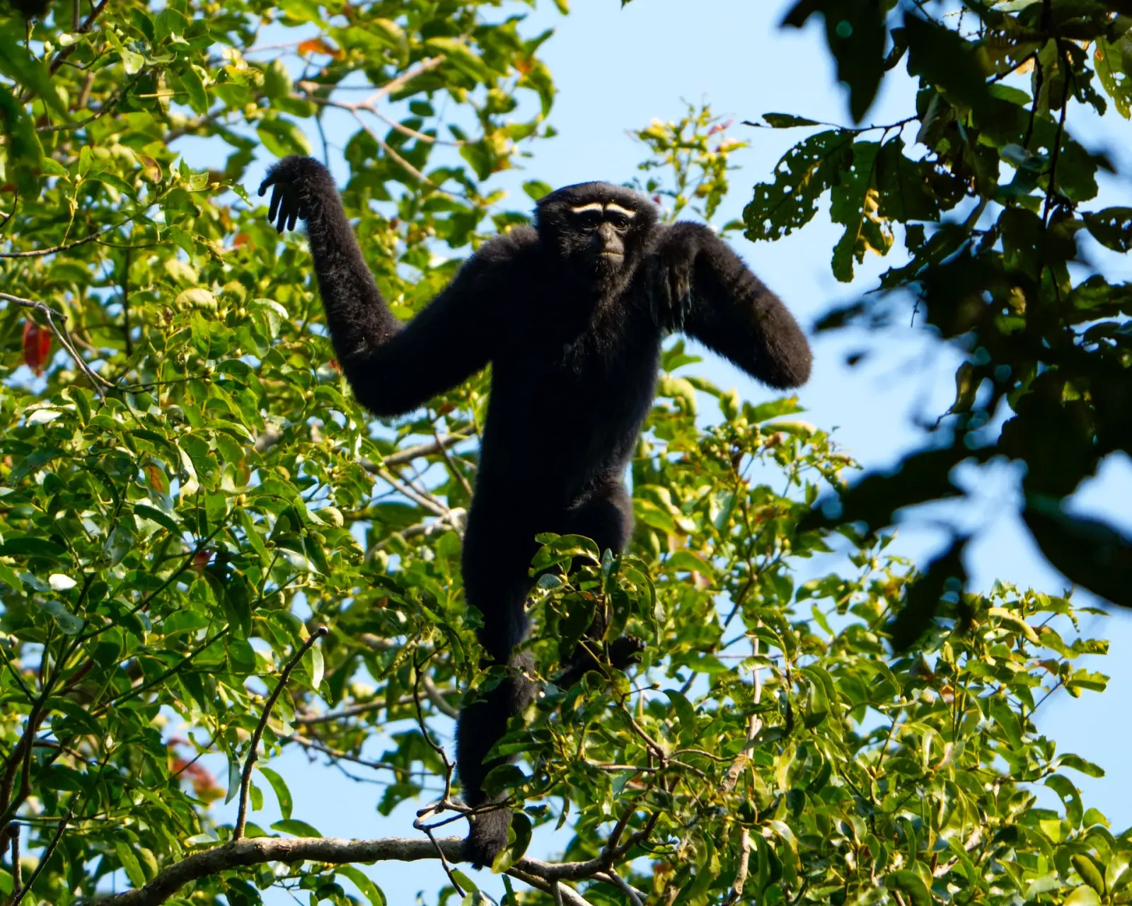Hollongapar Gibbon Sanctuary