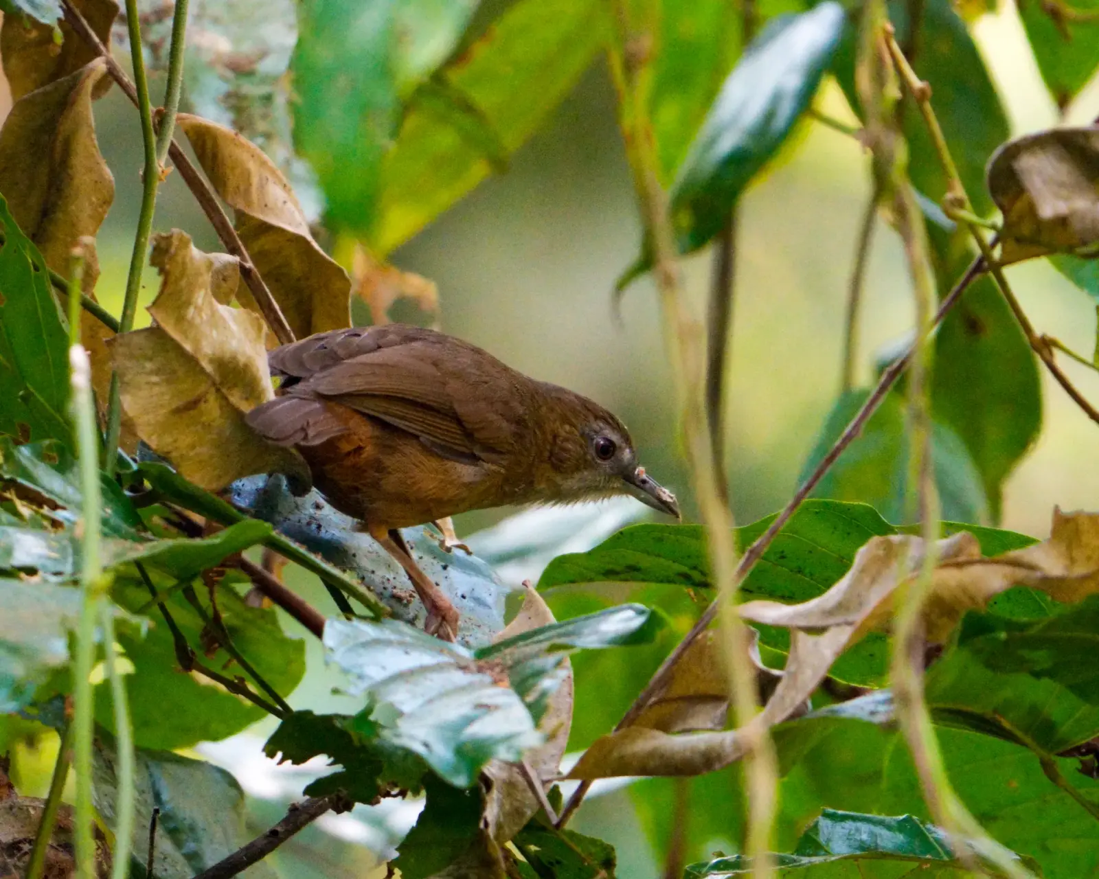 Abbott's babbler