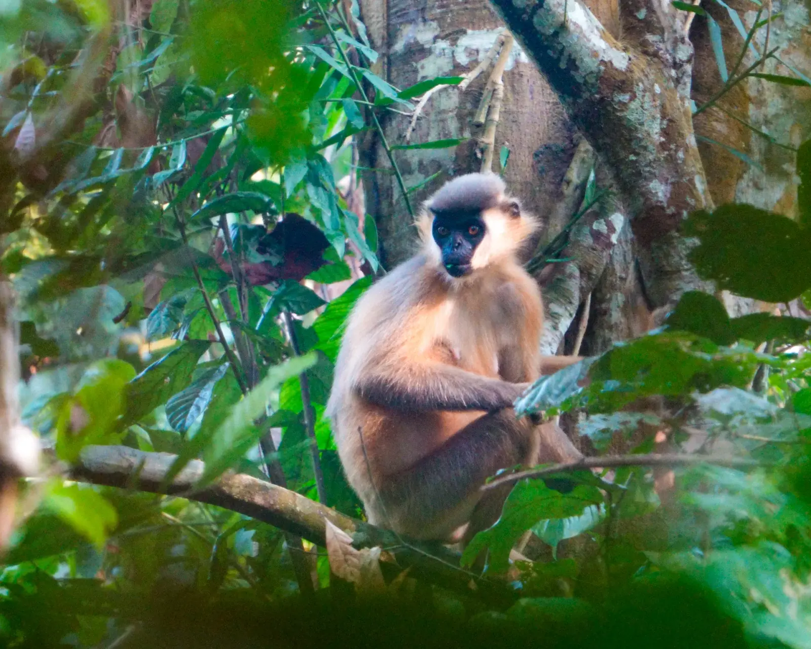 Capped langur