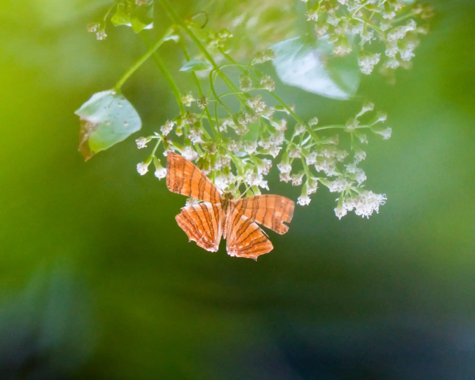 Common maplet butterfly
