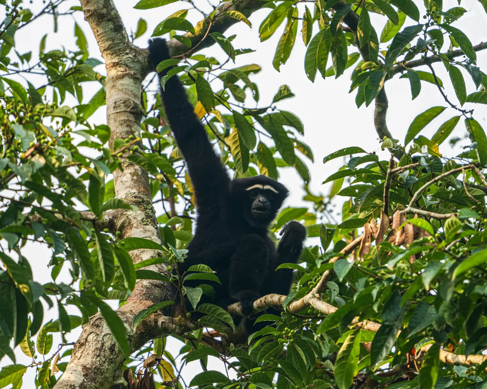 A male gibbon
