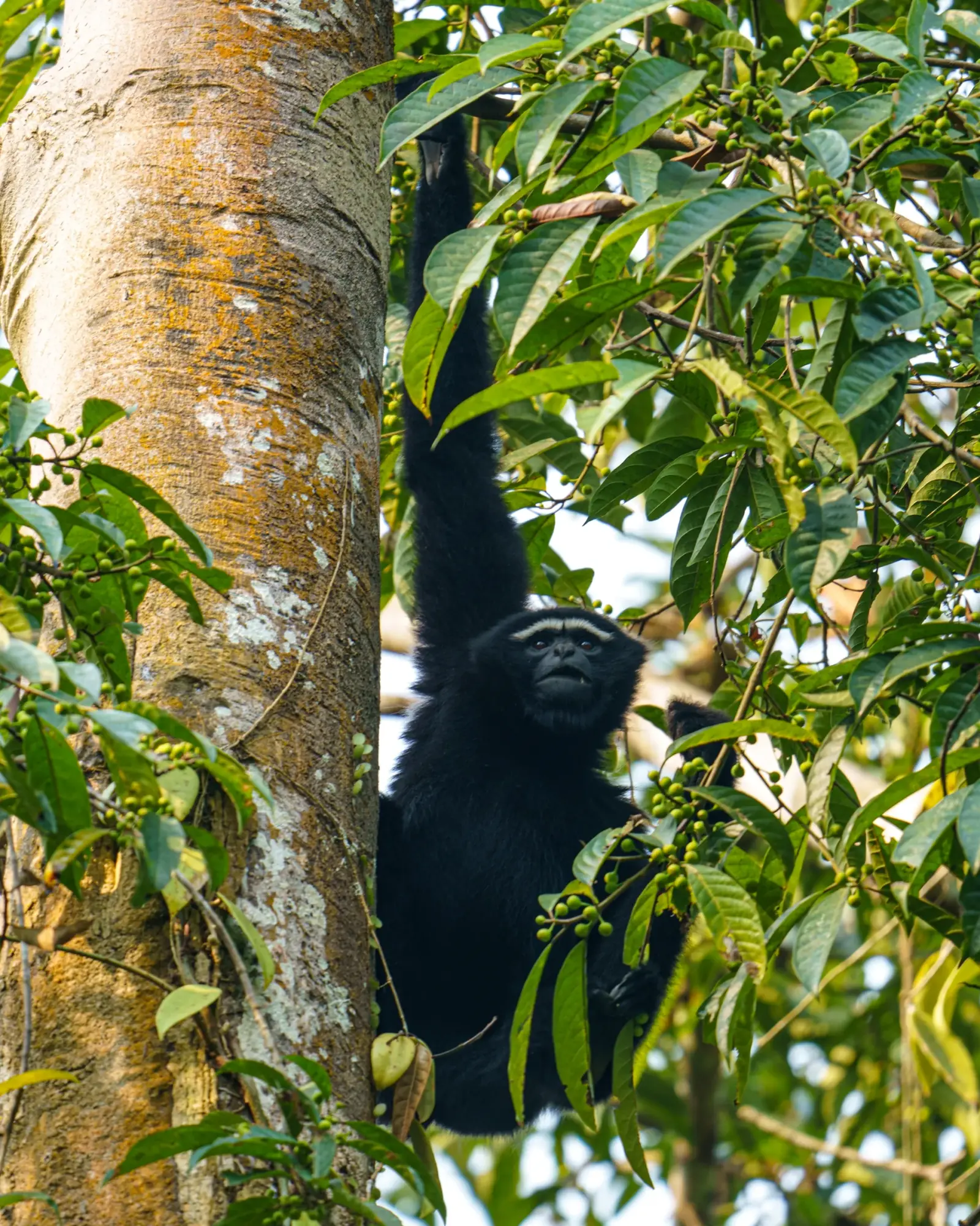 India's only ape