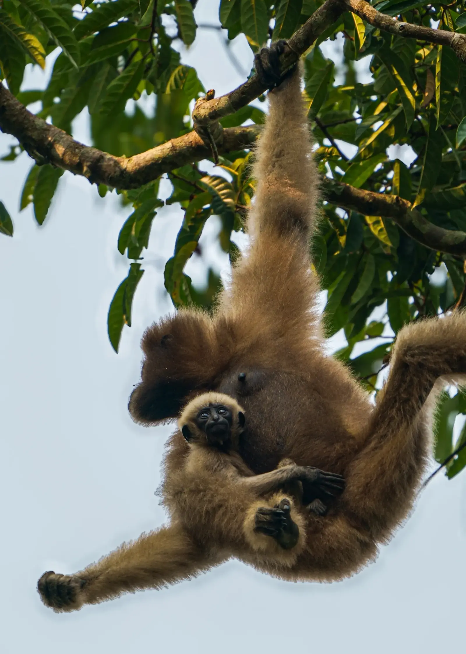 Gibbon and baby