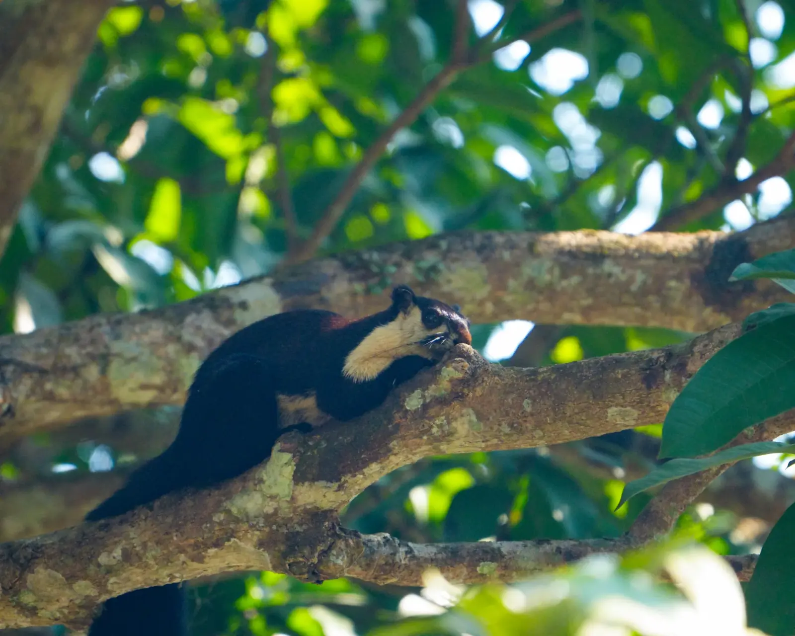Malayan giant squirrel