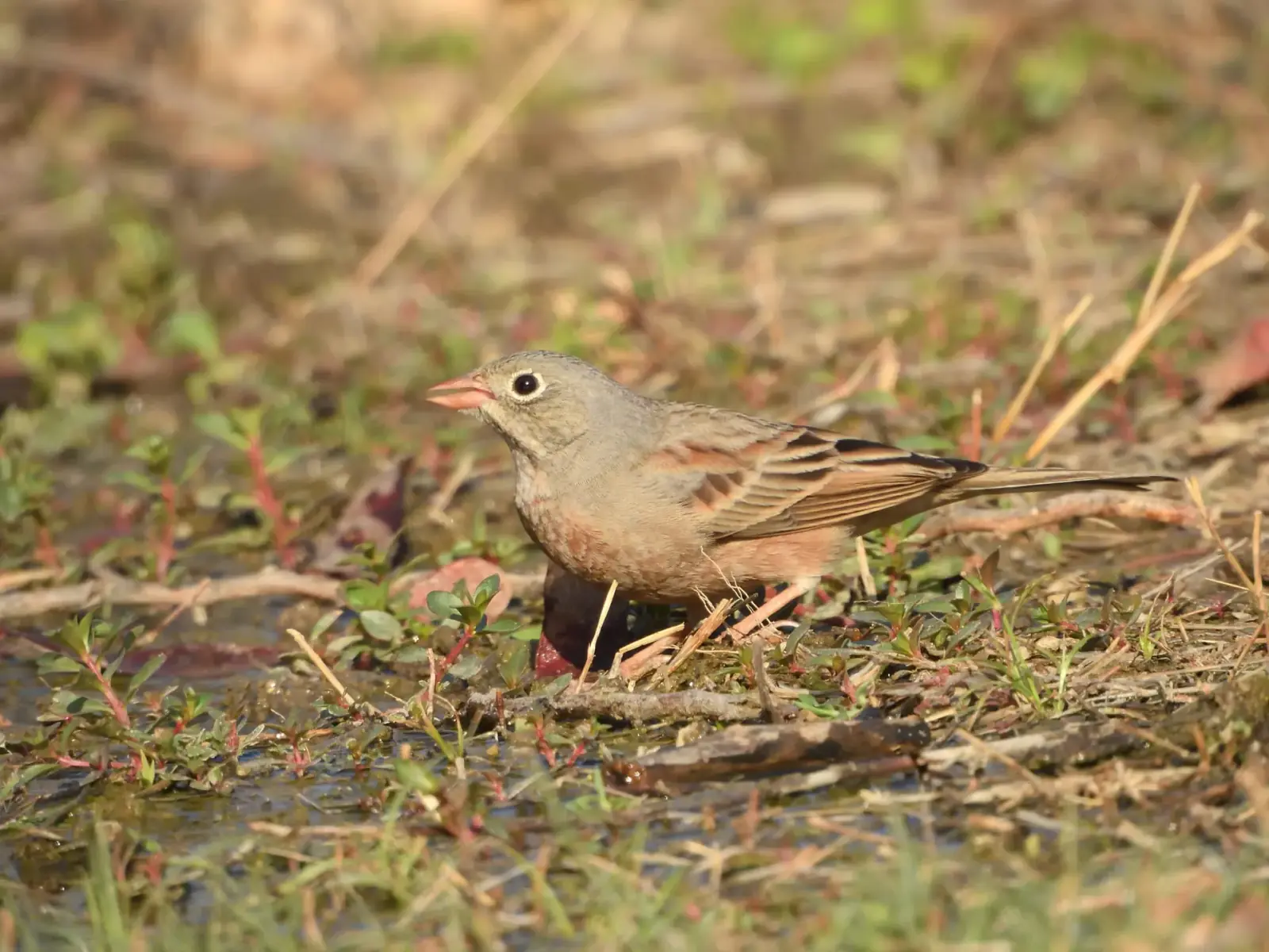 Birding the dam