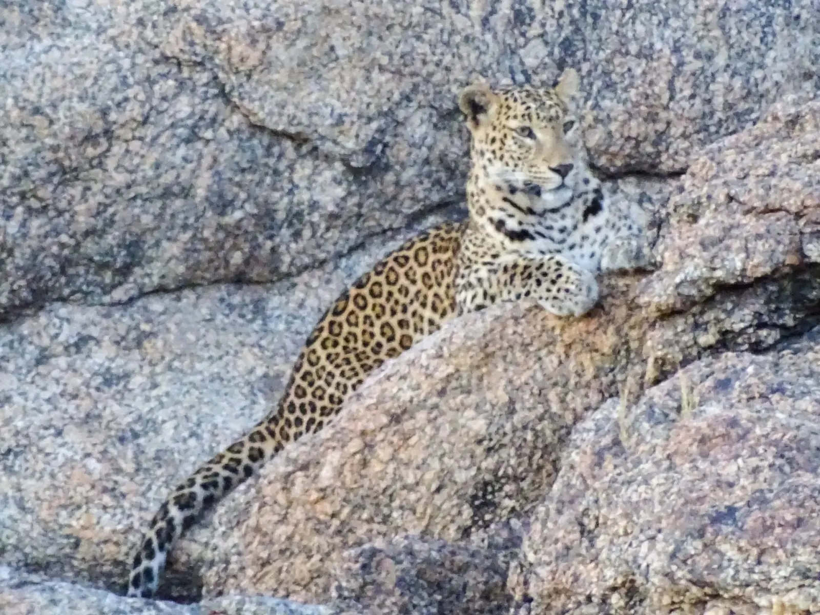 Leopards and shepherds