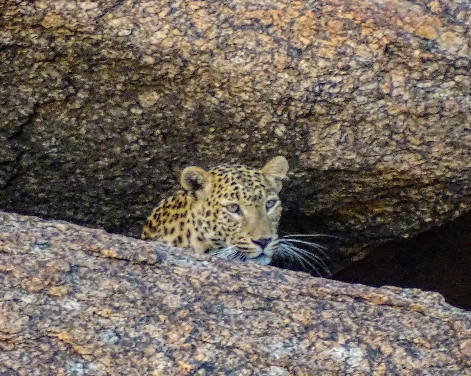 A leopard on the granite
