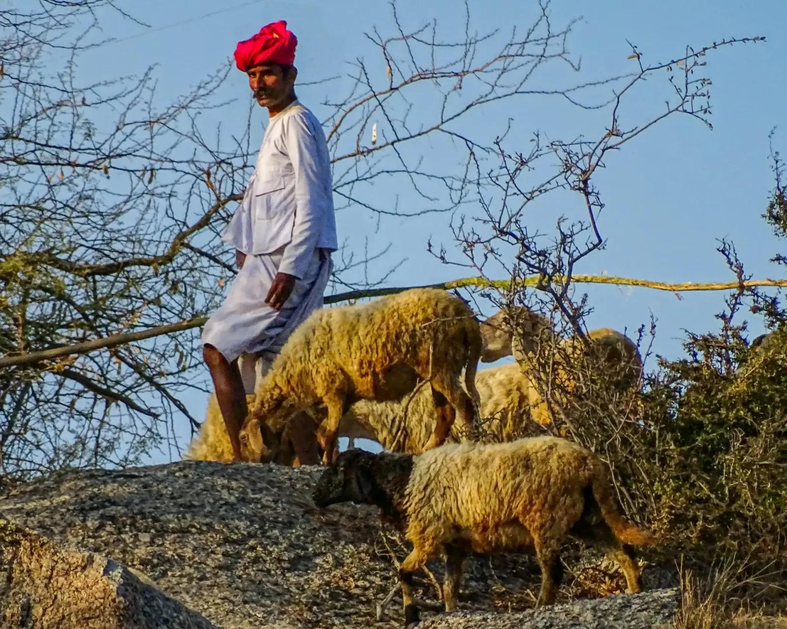 Rebari shepherd
