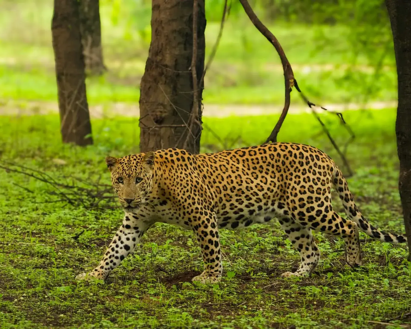 Jhalana Leopard Reserve