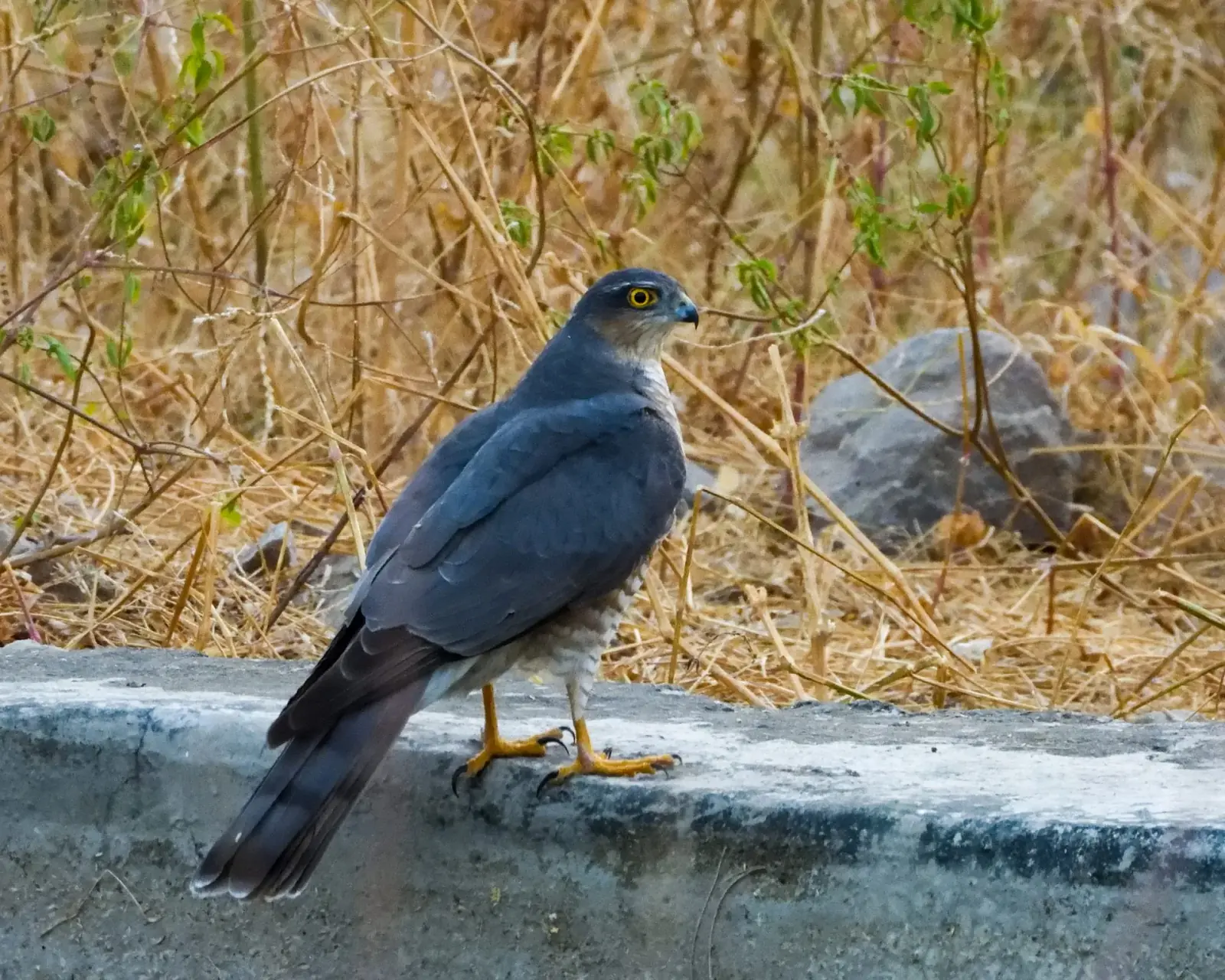 Birds of Jhalana