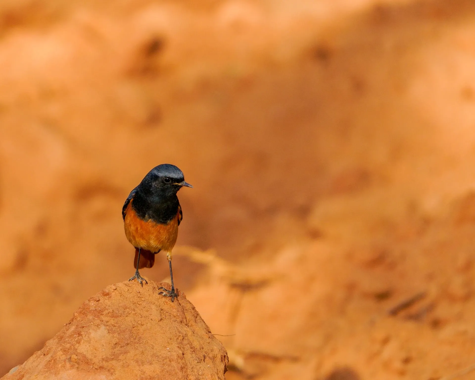 Birding the scrub