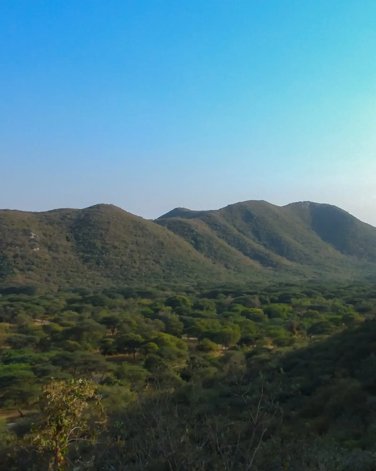 Guided leopard safari