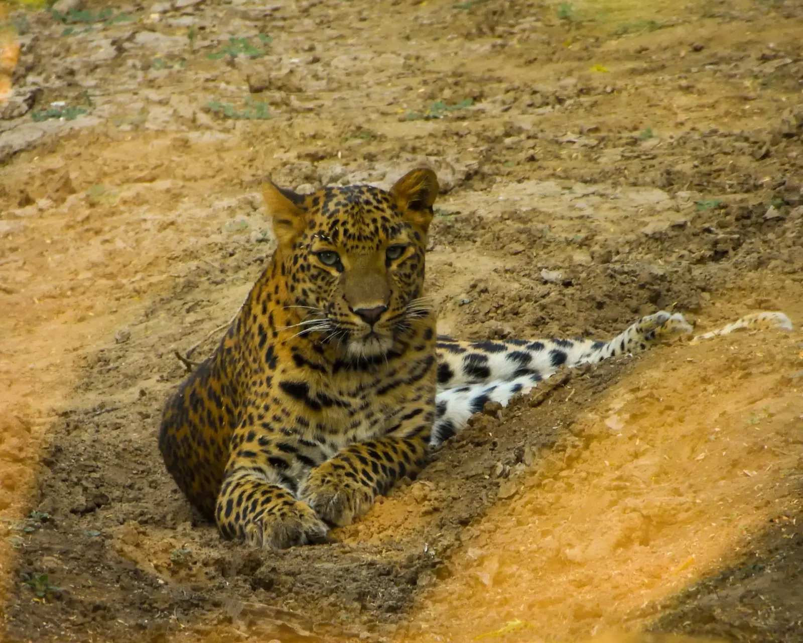 Leopard in the Pink City