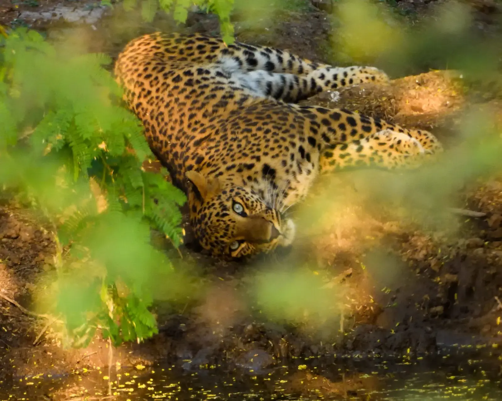 A leopard of Jhalana