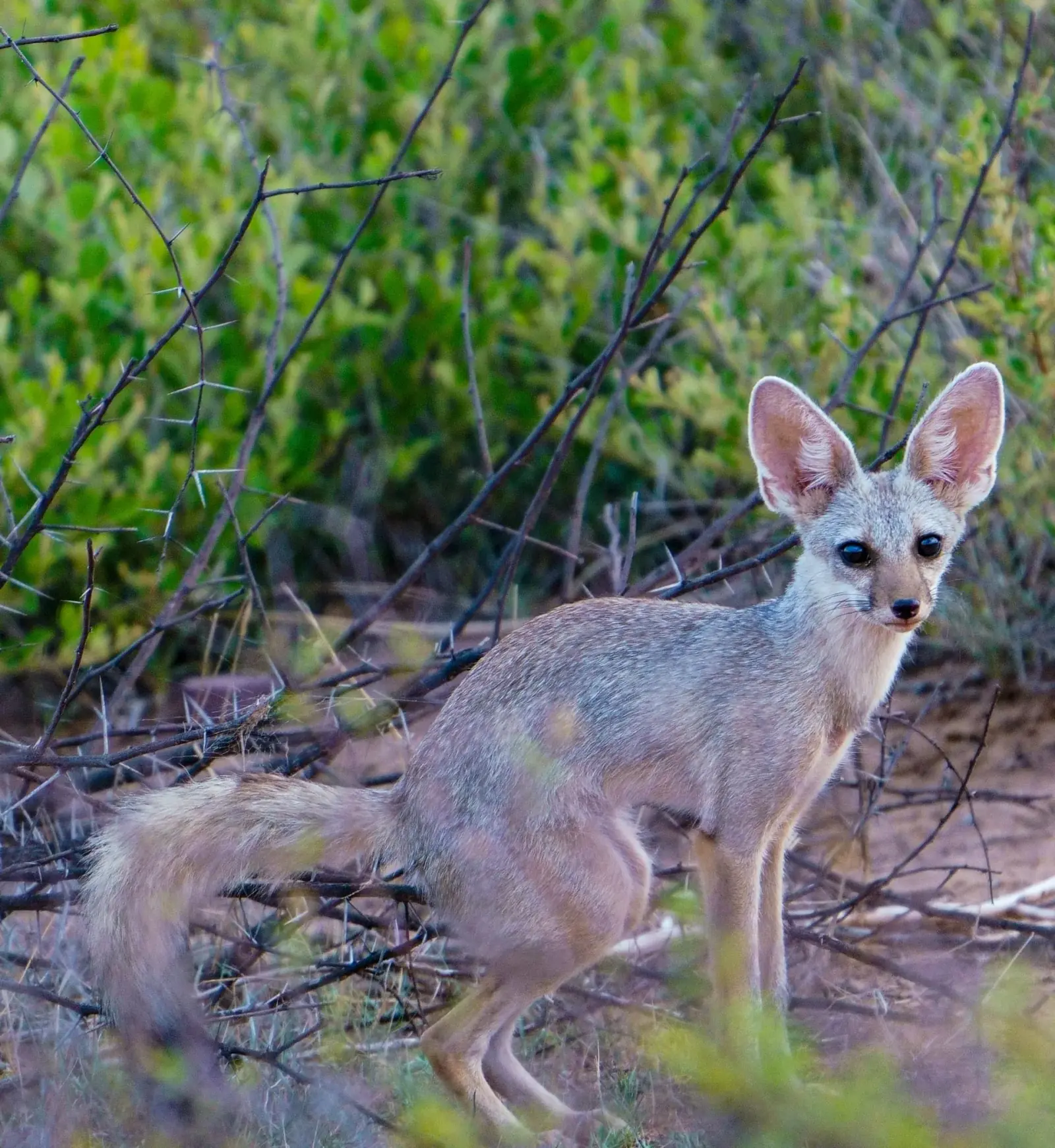Indian fox