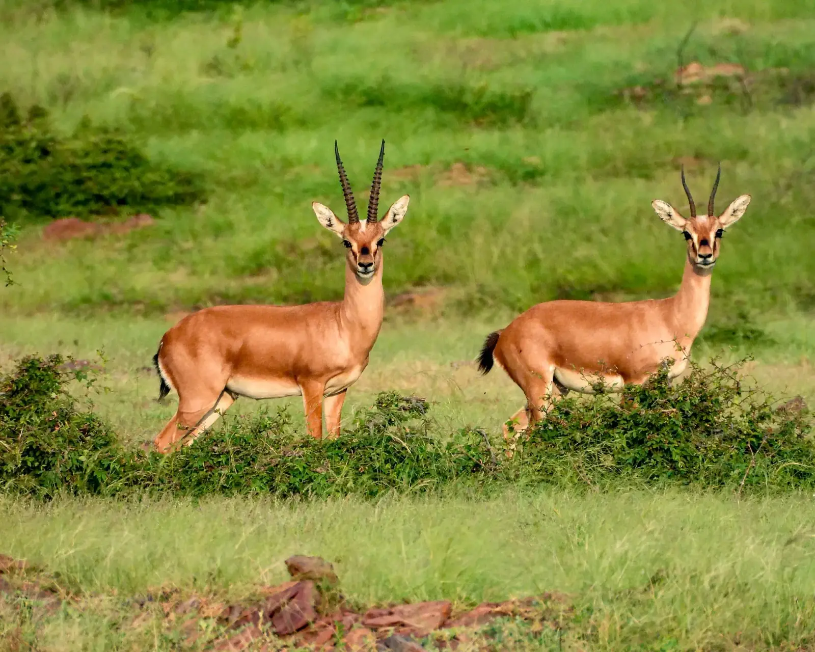 Chinkara