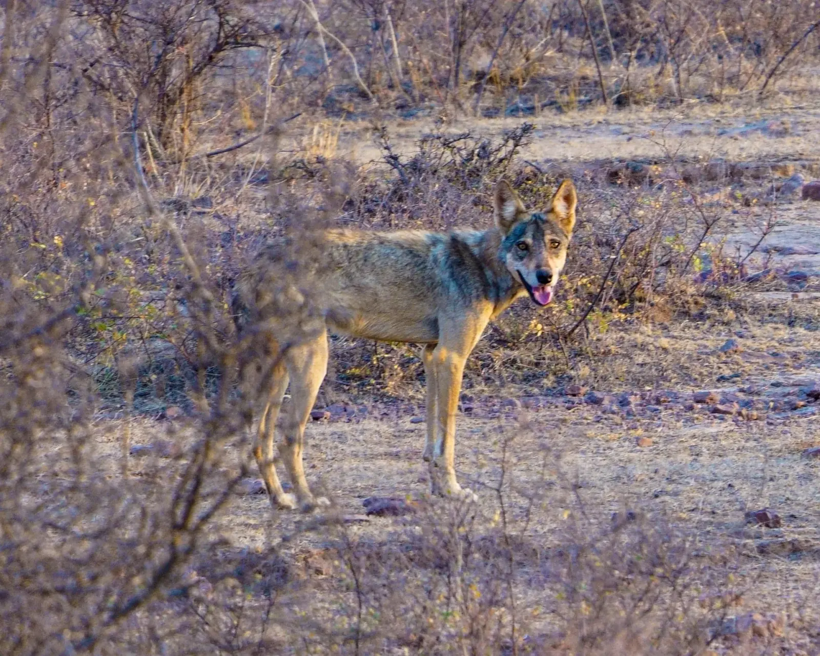 Wolves at distance
