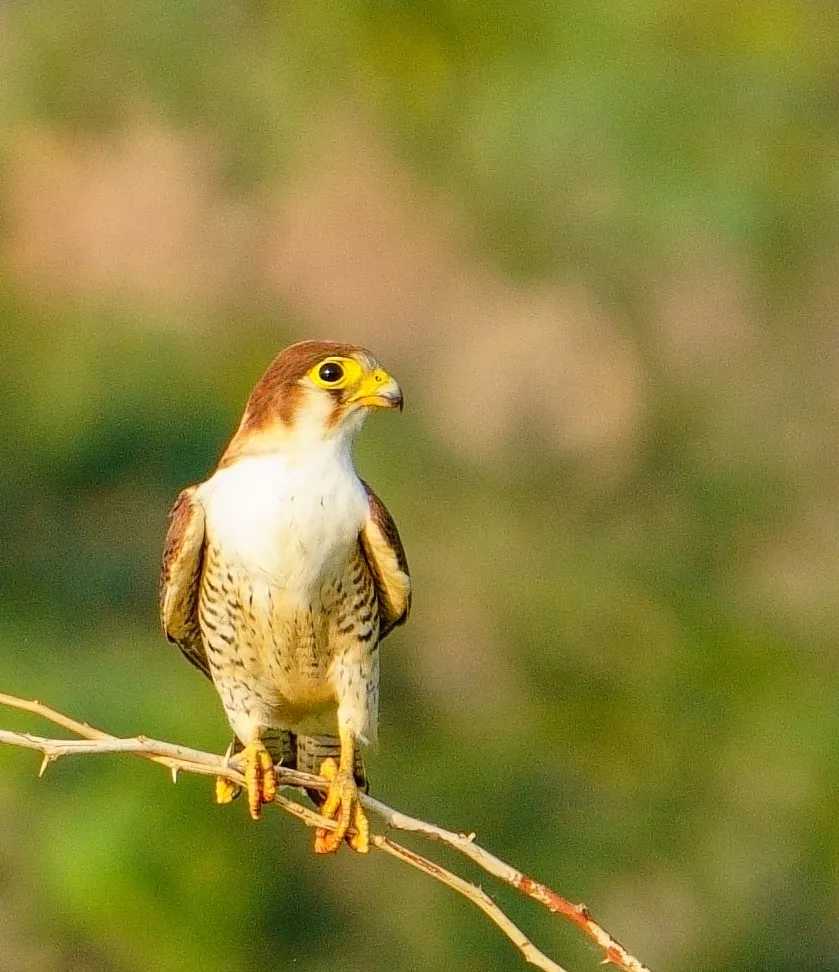 Red-necked falcon