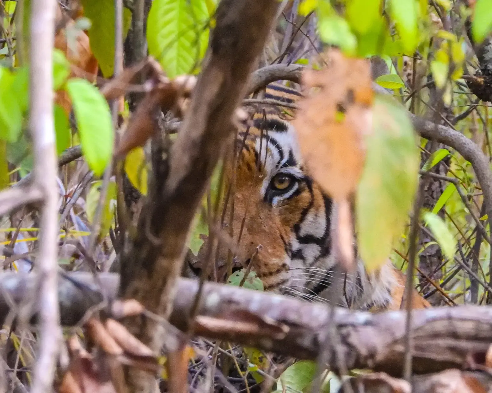 Kanha