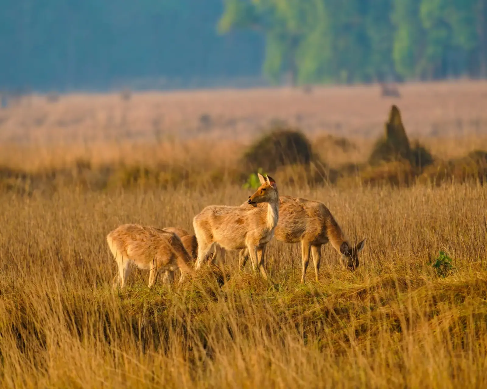 The barasingha