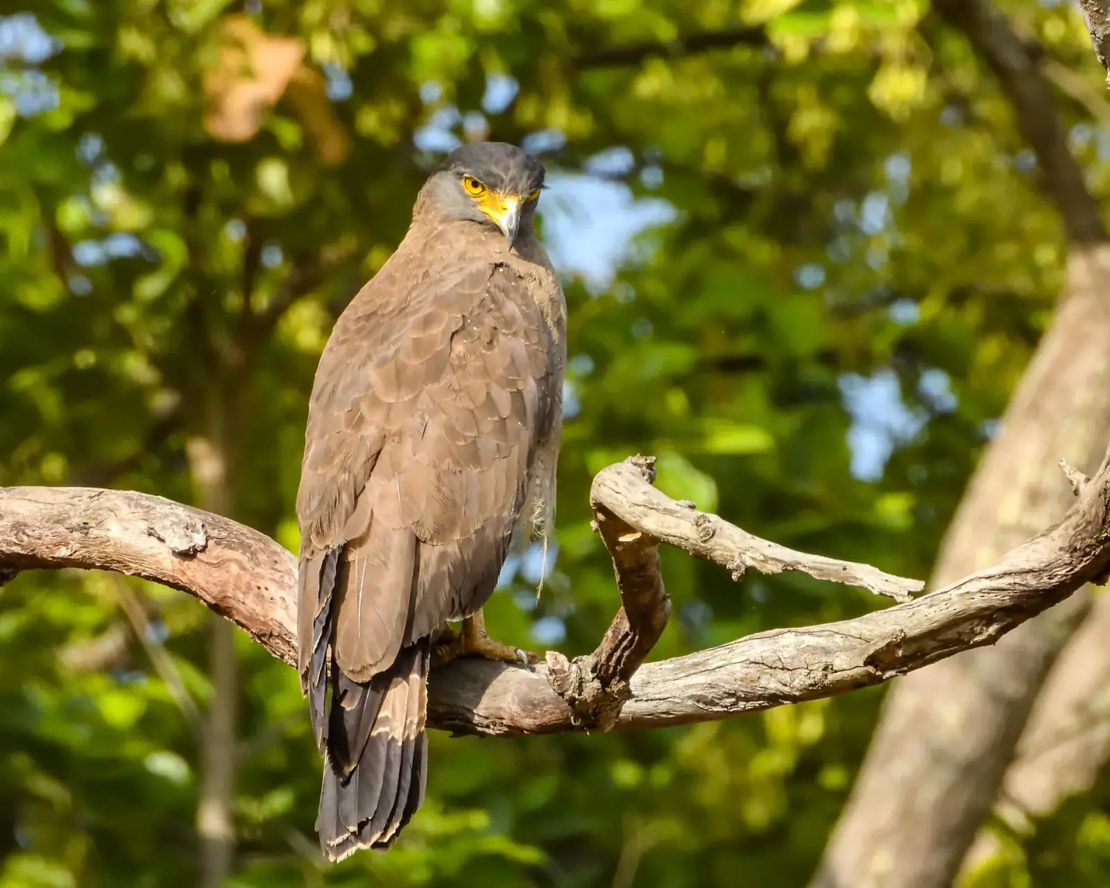 Birding the sal forest