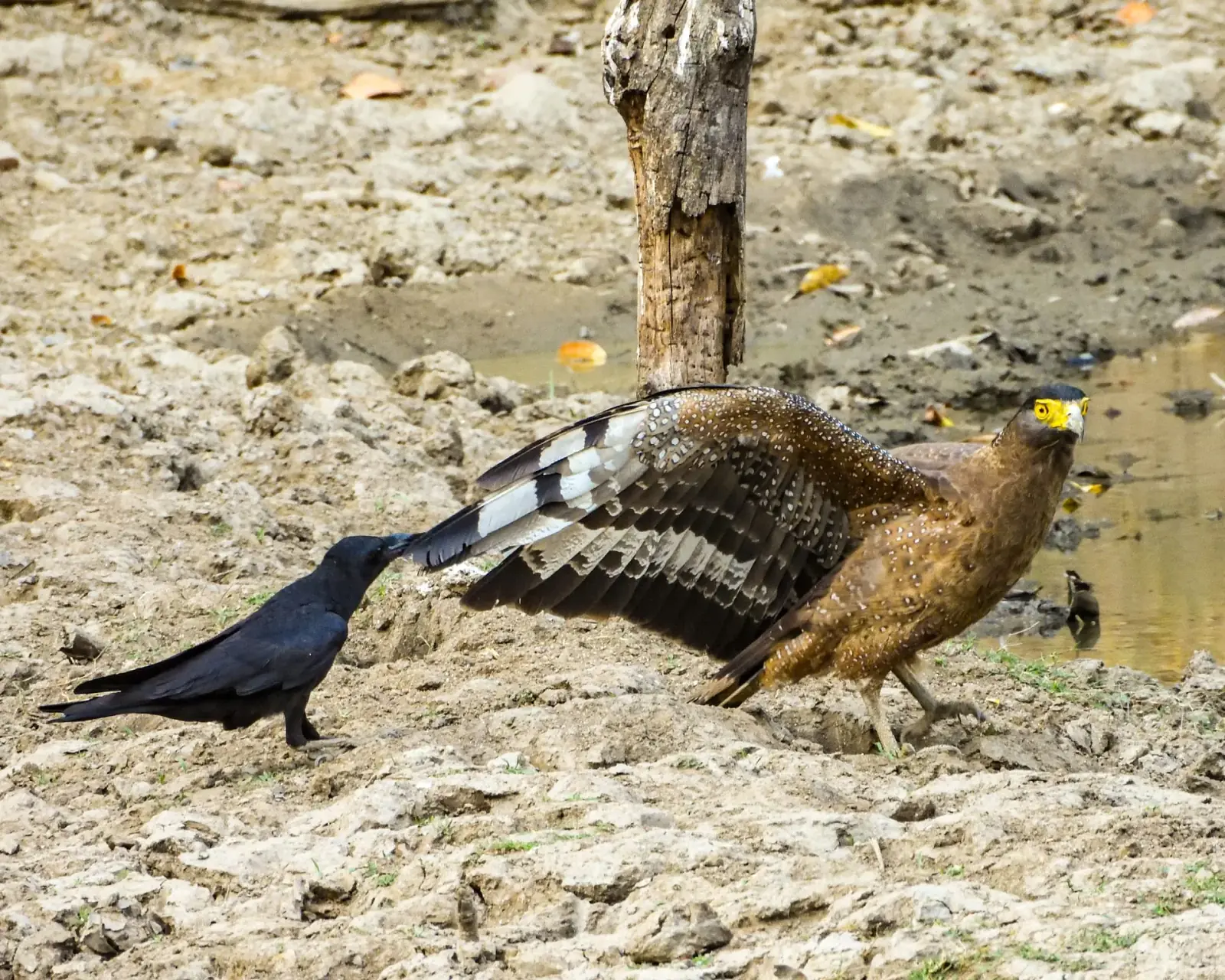 Serpent eagle mobbed