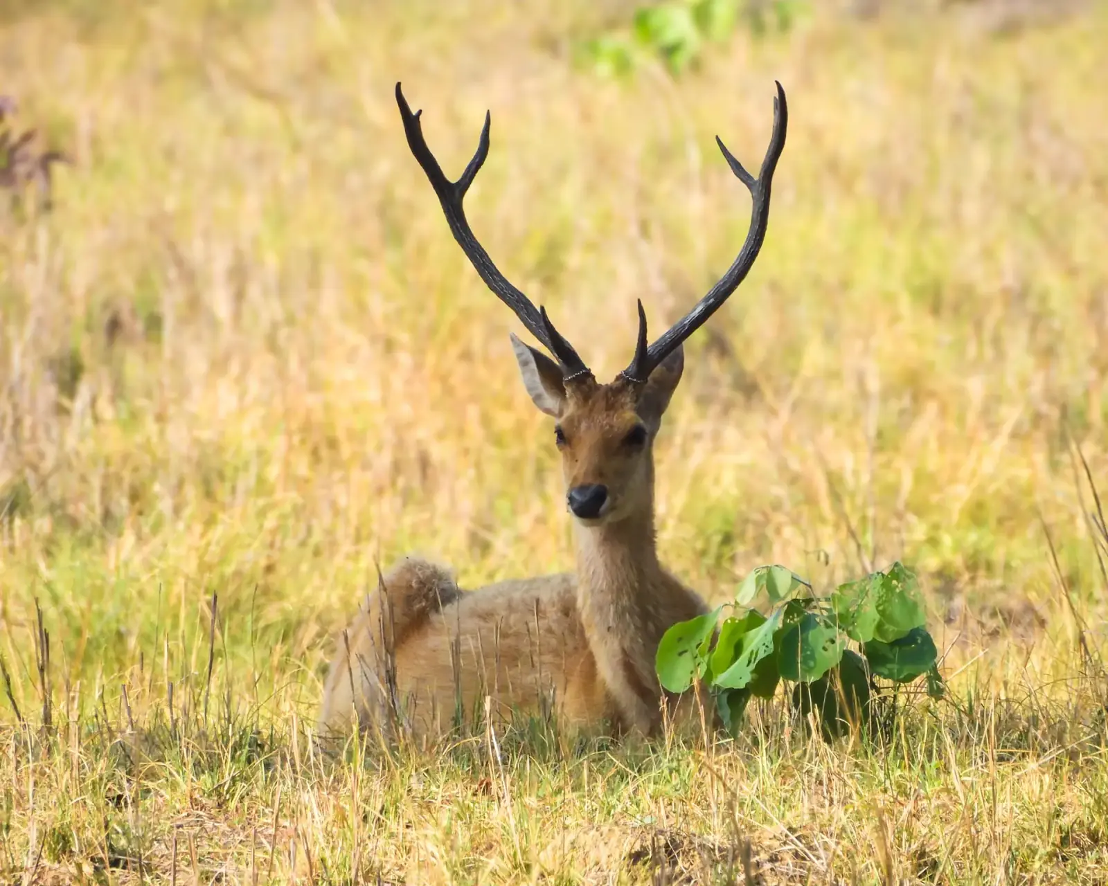 Hard-hoofed swamp deer