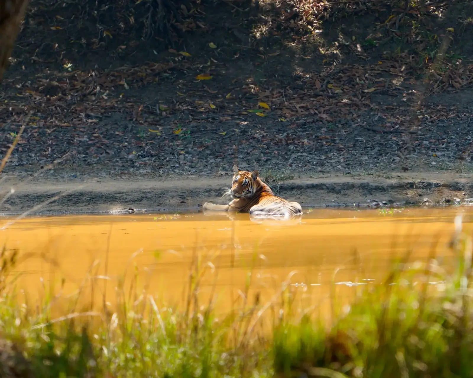 A tiger in the meadow