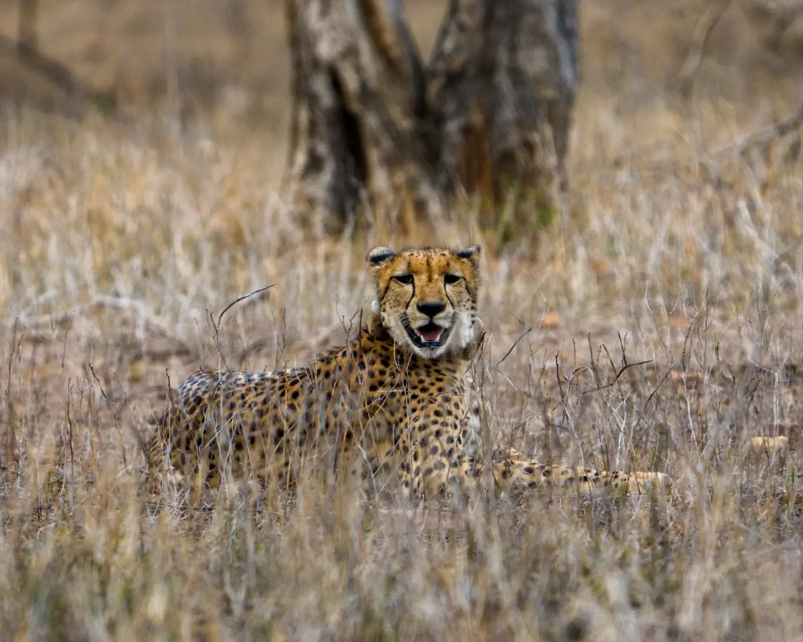 Cheetah
