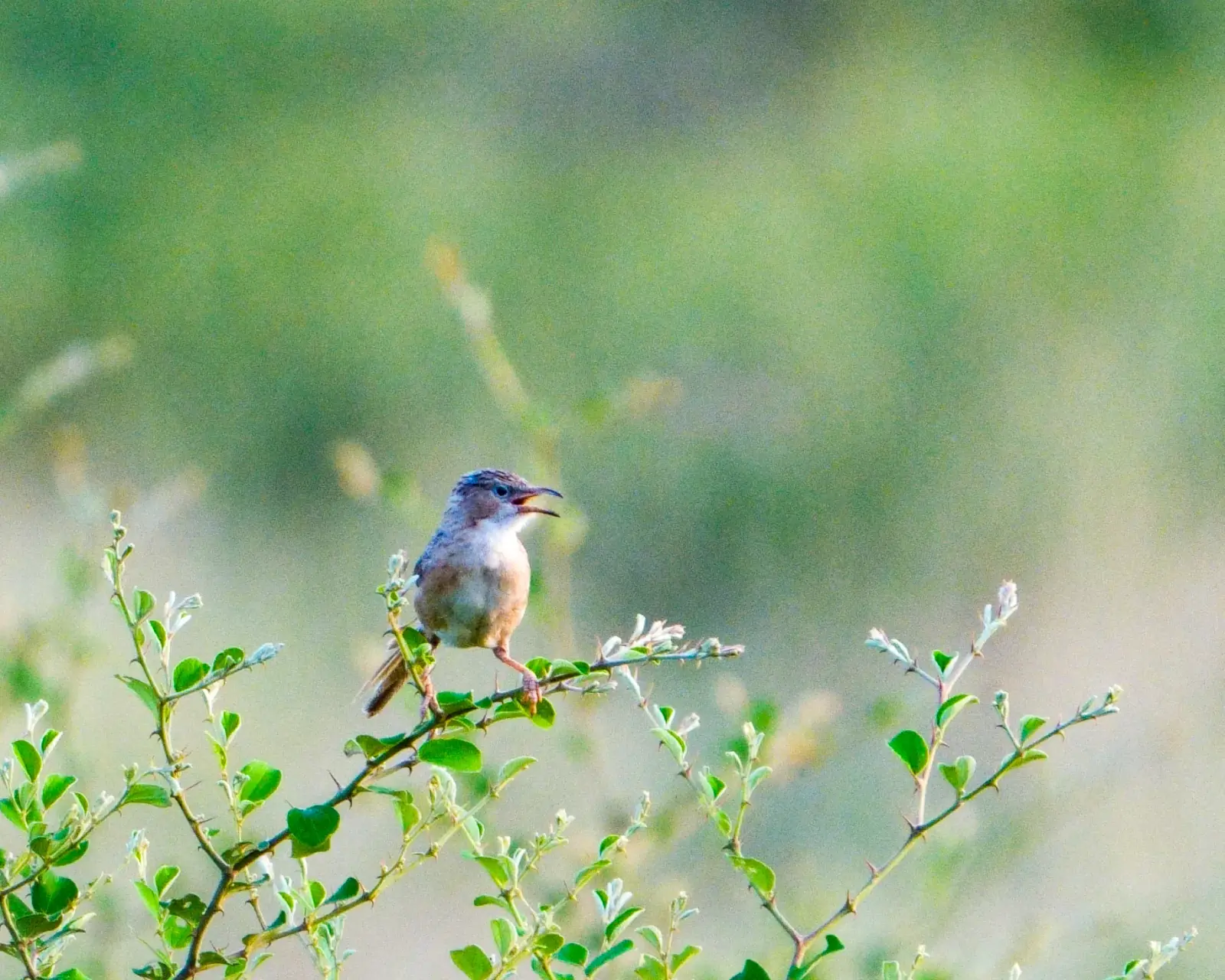 Common babbler