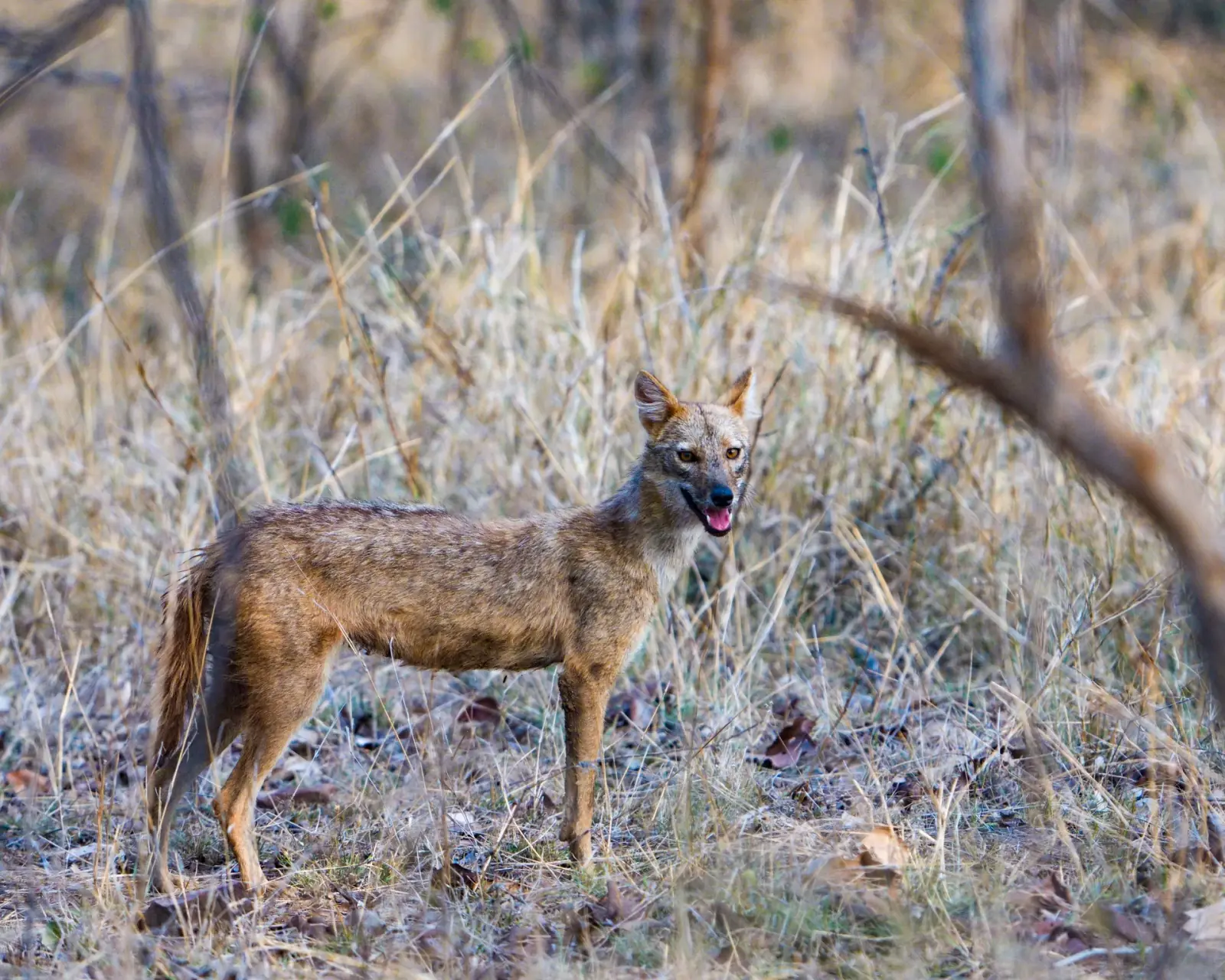 Golden jackal