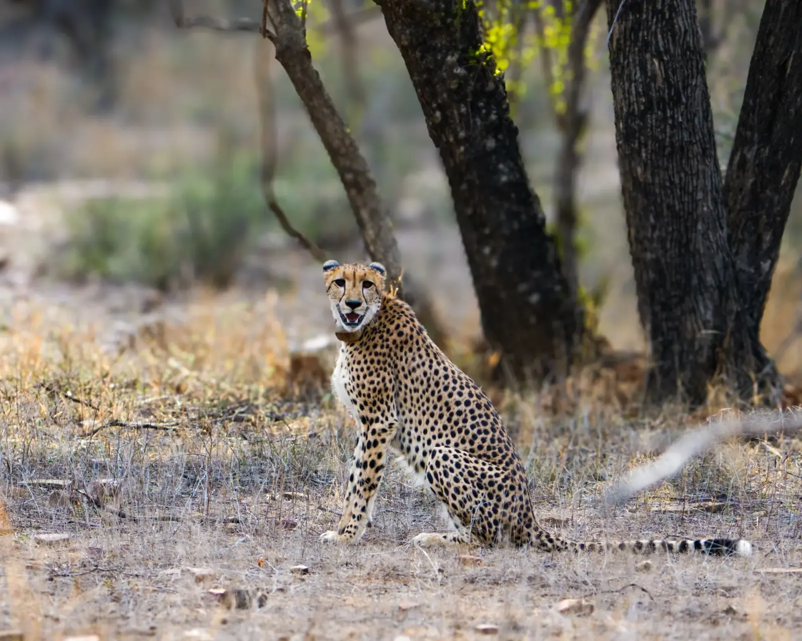 The returned cheetah