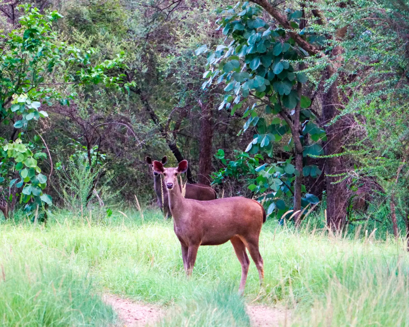 On safari