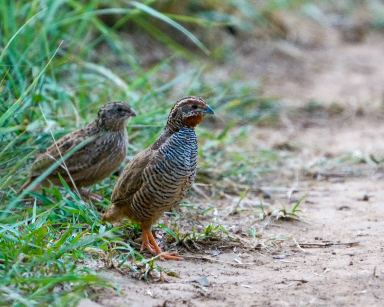 Jungle bush quail
