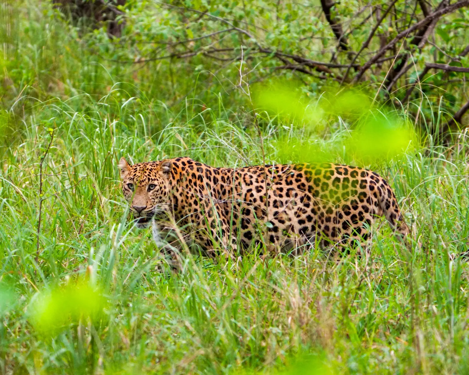 Leopard country