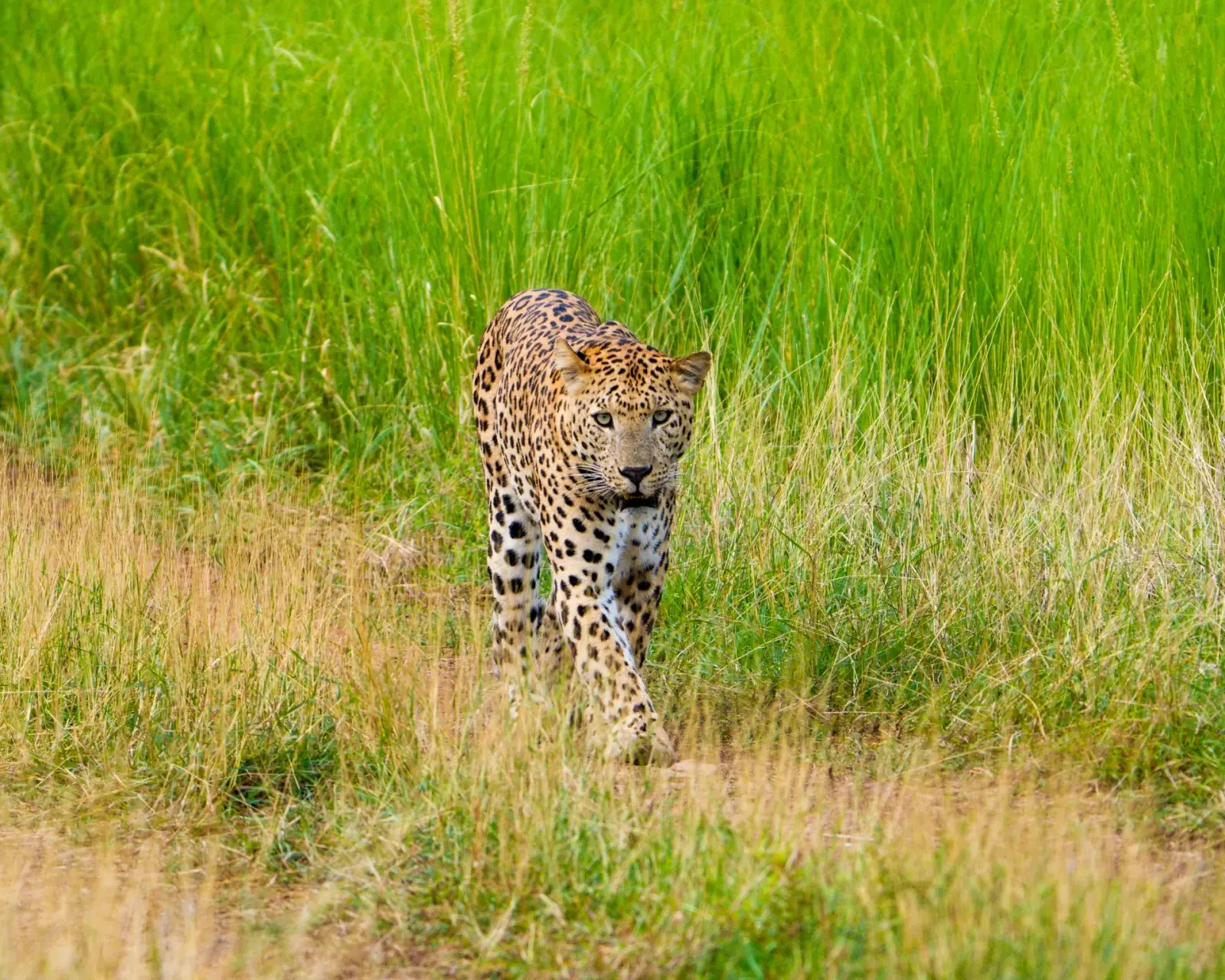 A leopard, head on