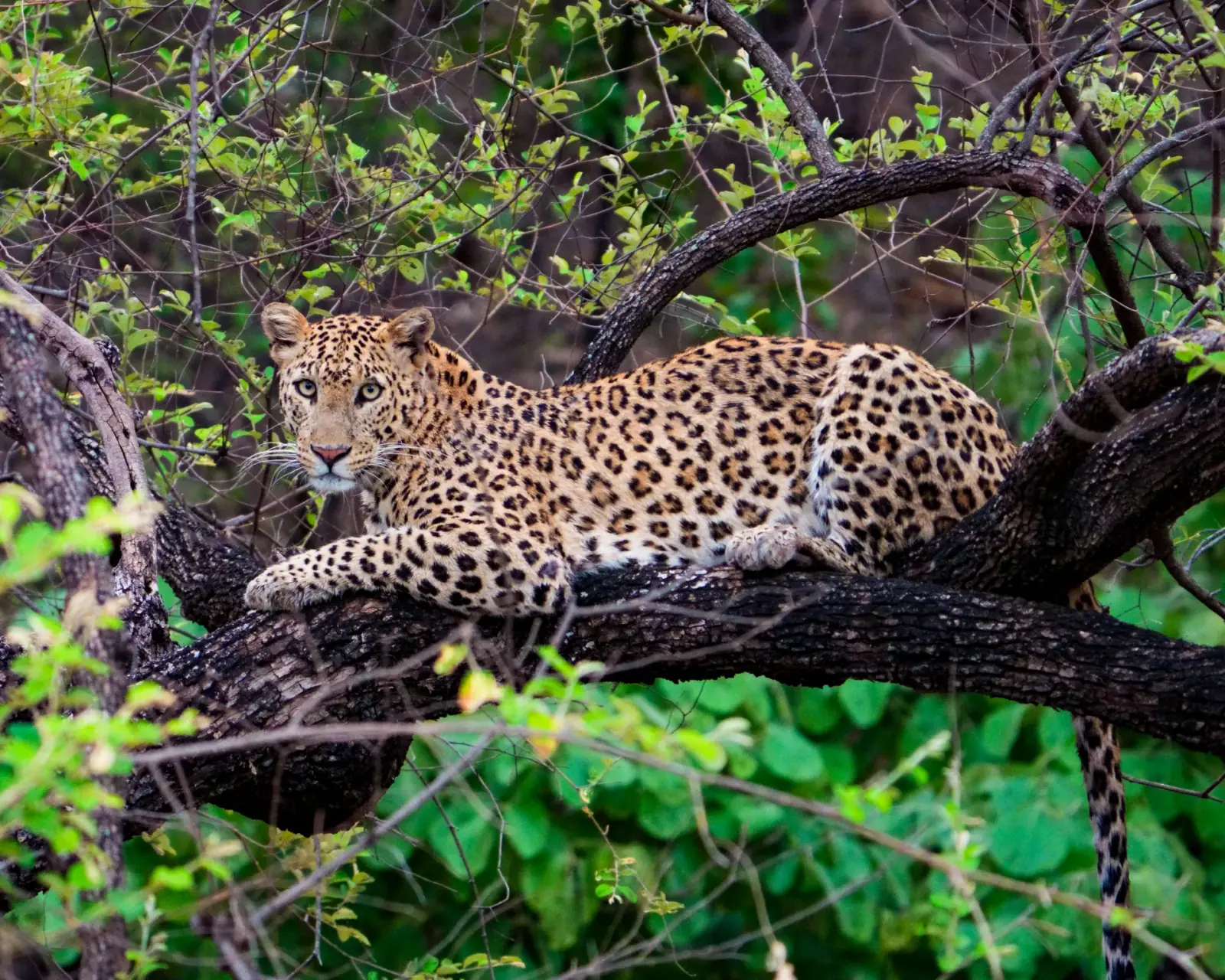 Leopard in a tree