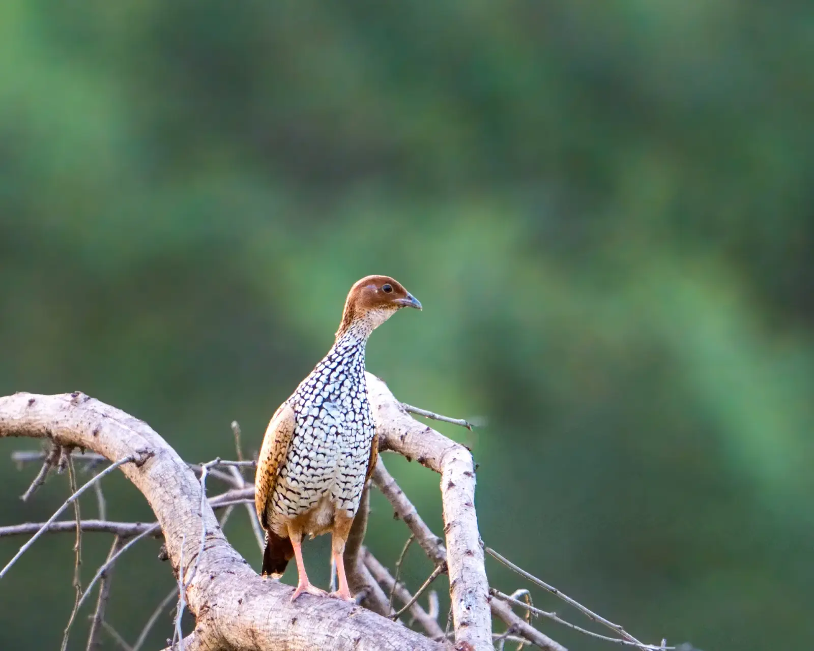 Painted francolin