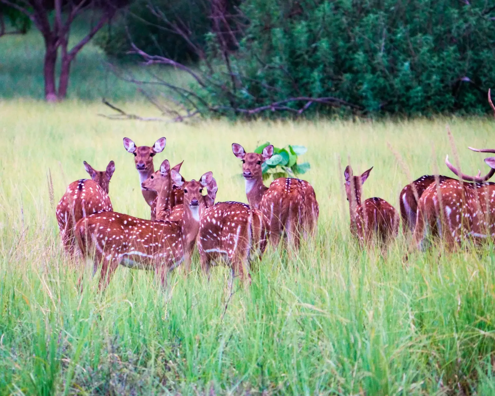 Spotted deer