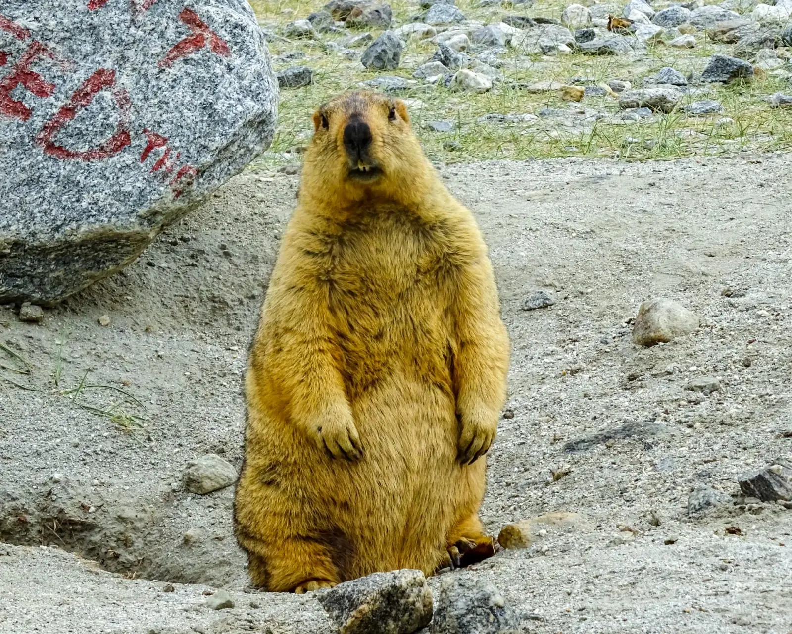 Himalayan marmot