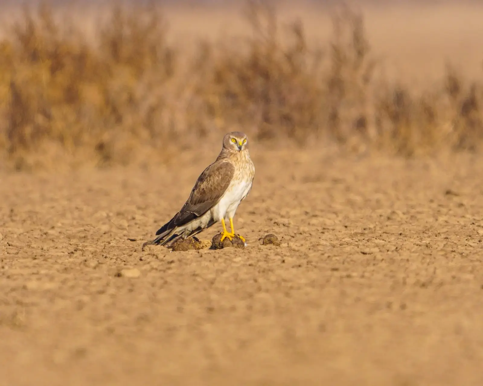 Harriers at roost