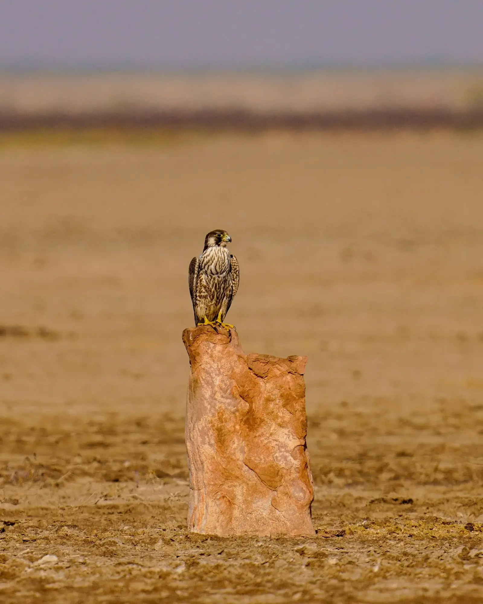 Peregrine falcon