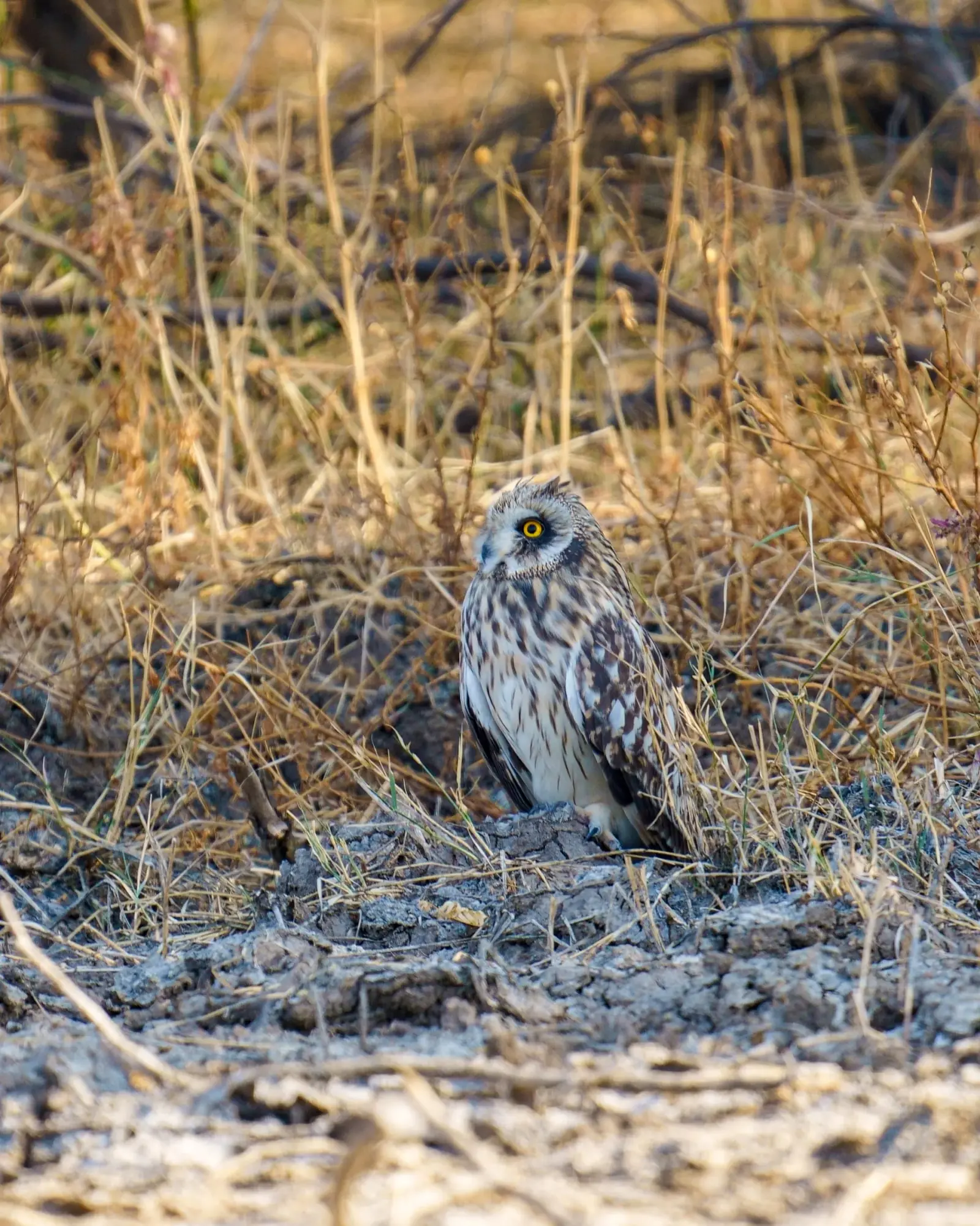 Short-eared owl